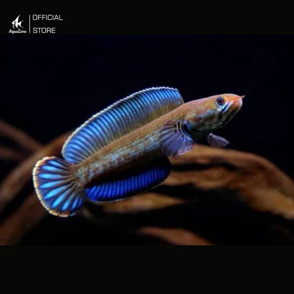 Cá lóc cầu vồng xanh