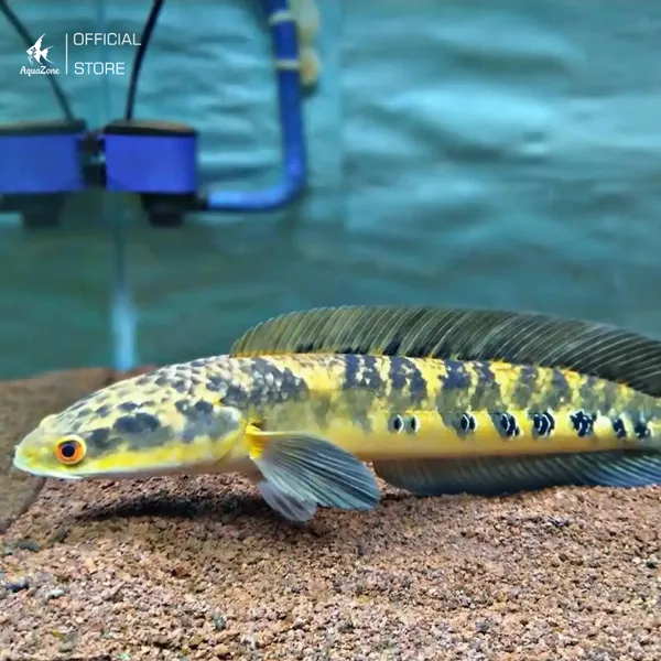 Cá lóc vảy rồng Yellow Sentarum