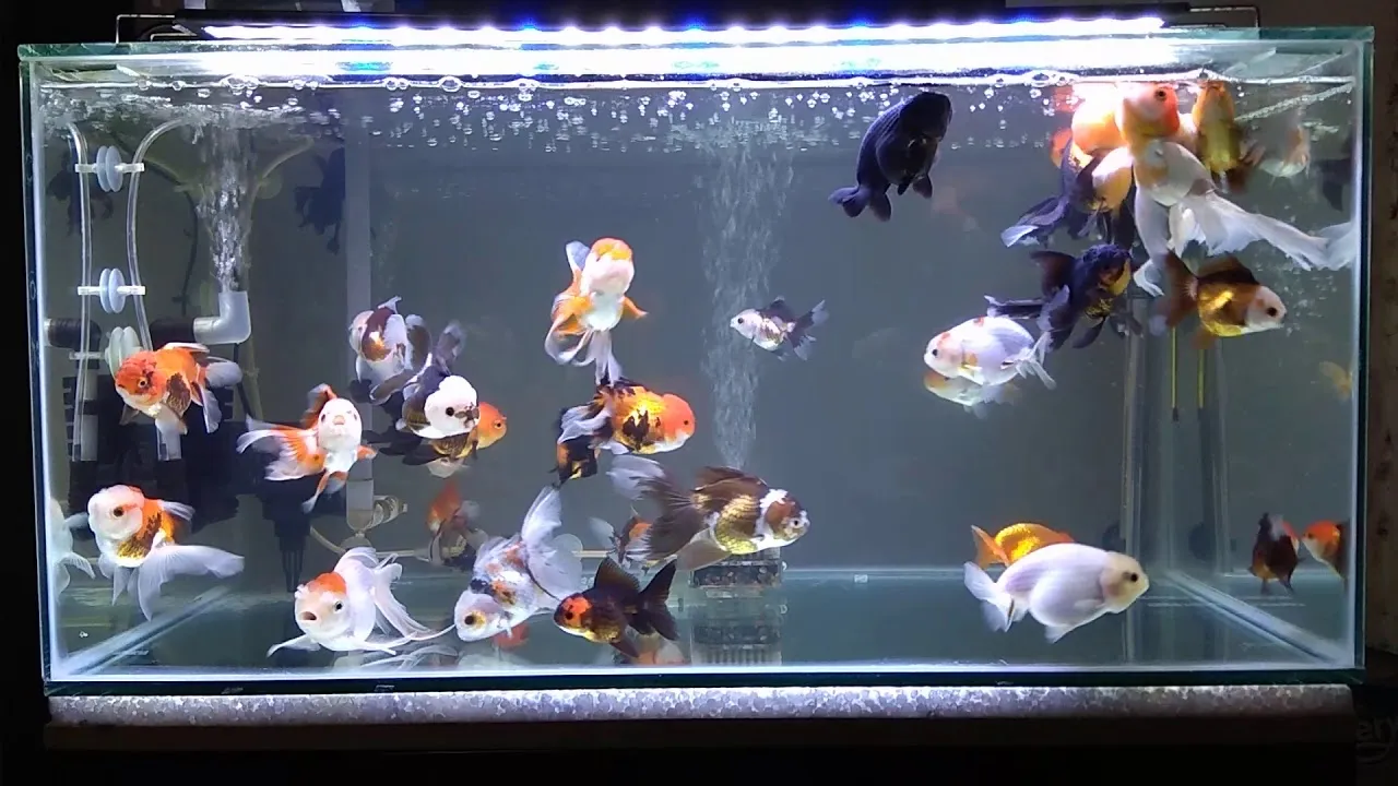 Cá Ranchu ăn thức ăn