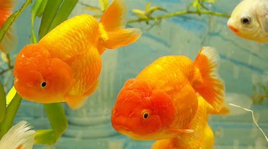 Cá Ranchu khỏe mạnh