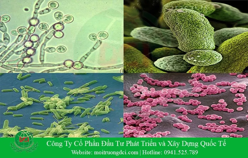Các loại vi sinh vật được ứng dụng phổ biến trong xử lý rác thải