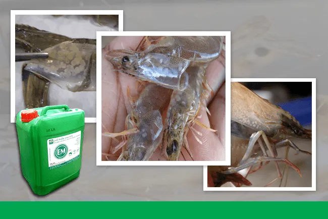 Cách phòng trị bệnh trên tôm bằng chế phẩm EM