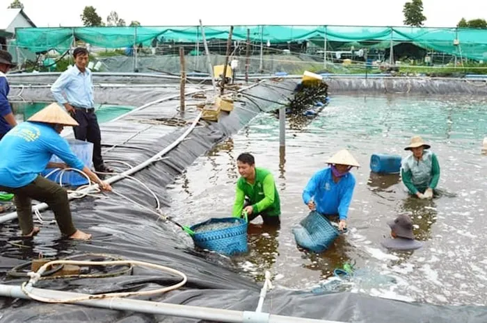 Cận cảnh mô hình nuôi cá lồng bè theo tiêu chuẩn VietGAP