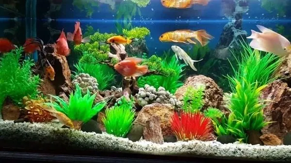 Cần sử dụng bộ lọc nước để có bể cá đẳng cấp nhất nhé
