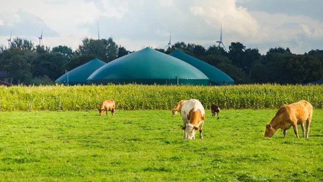 Cánh đồng chăn thả bò