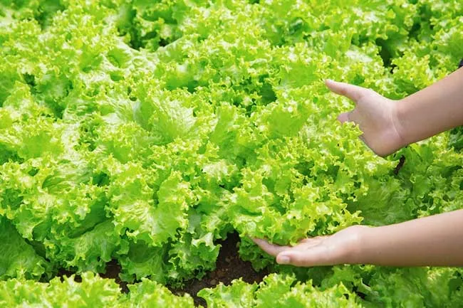 Cây trồng phát triển nhờ phân hữu cơ sinh học từ phụ phẩm Biogas, tối ưu hóa chu trình nông nghiệp bền vững