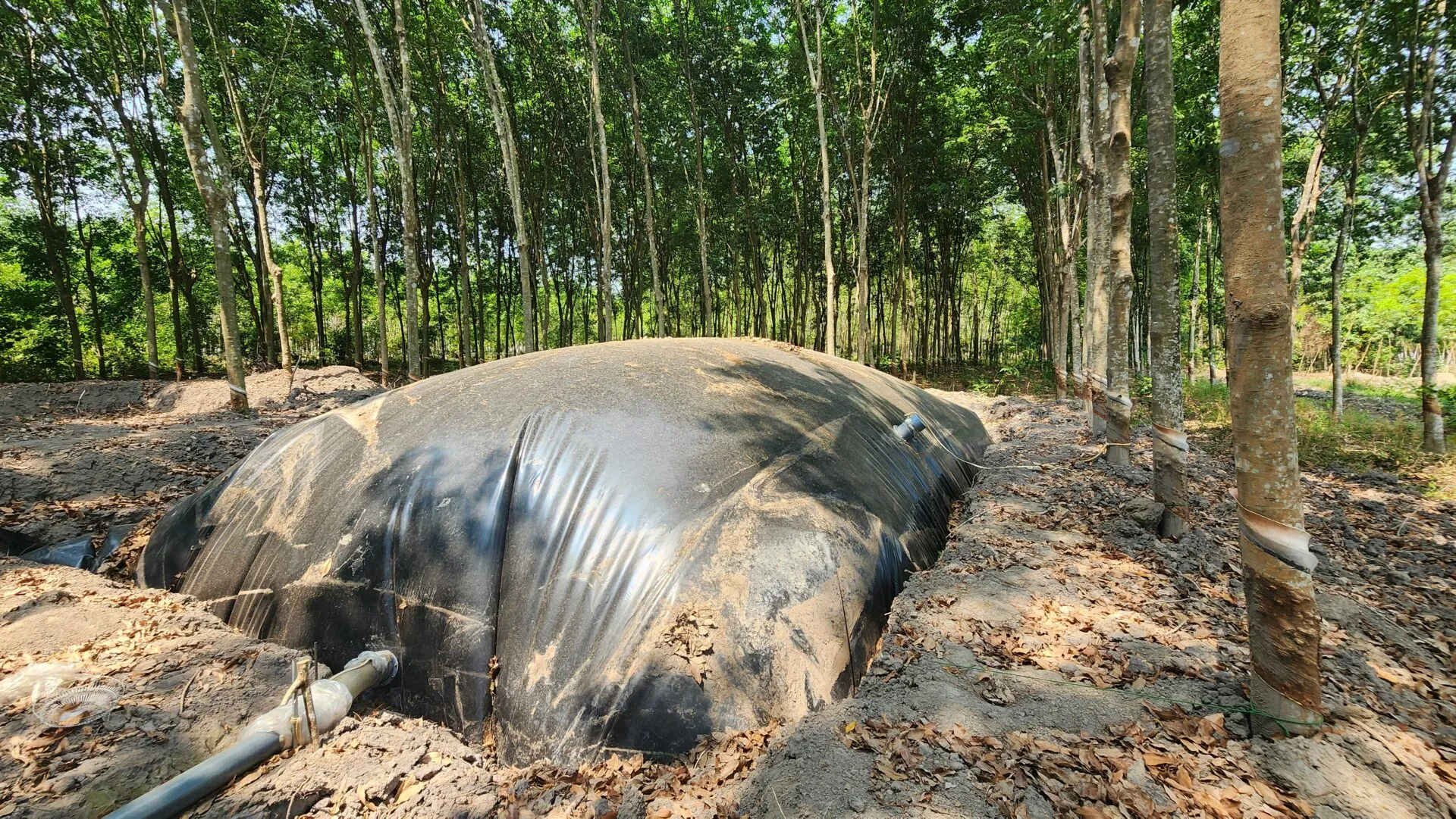 Chất thải chăn nuôi được dẫn vào túi biogas qua ống D140 để bắt đầu quá trình phân hủy yếm khí