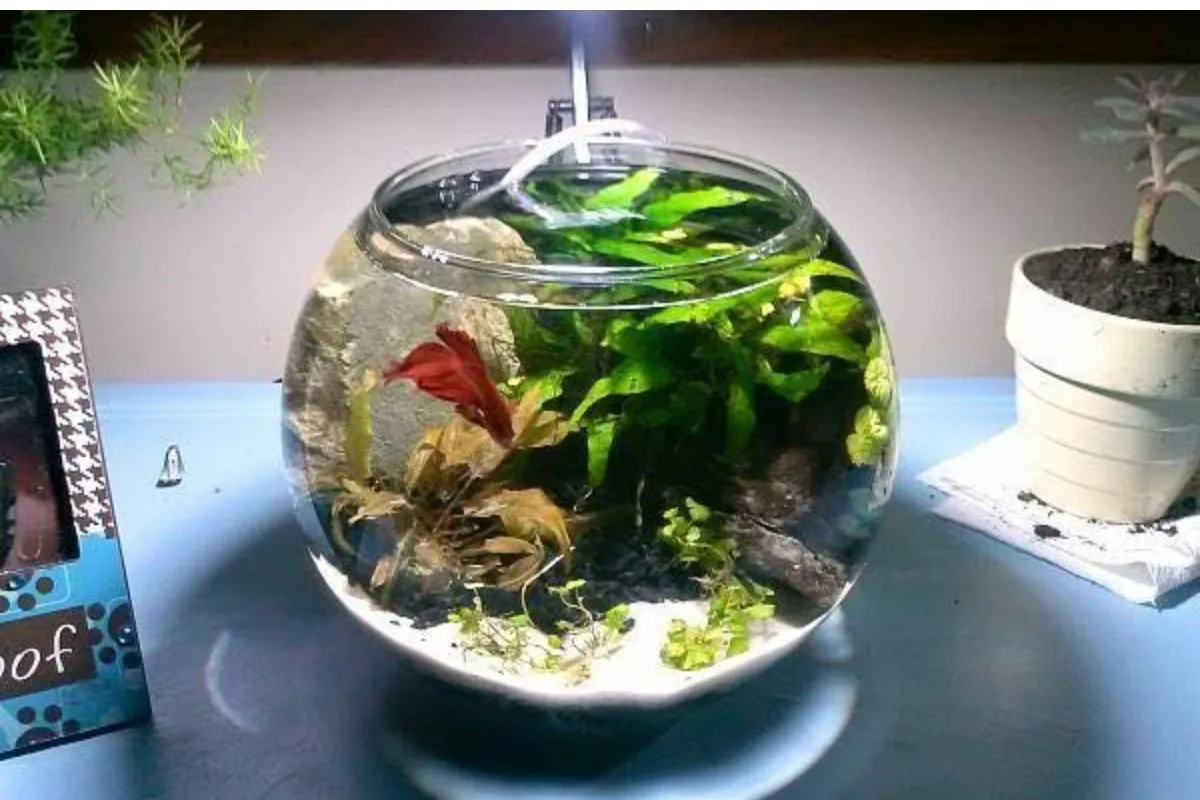 Chậu cá cảnh mini có đèn LED