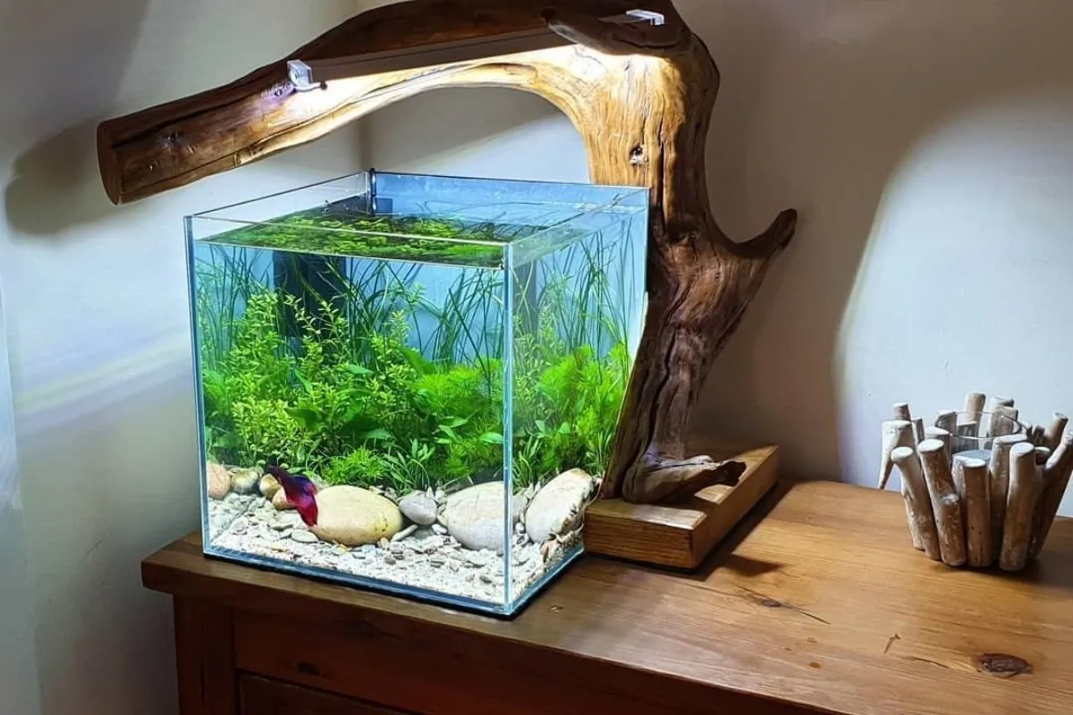 Chậu cá cảnh mini đèn LED đa sắc