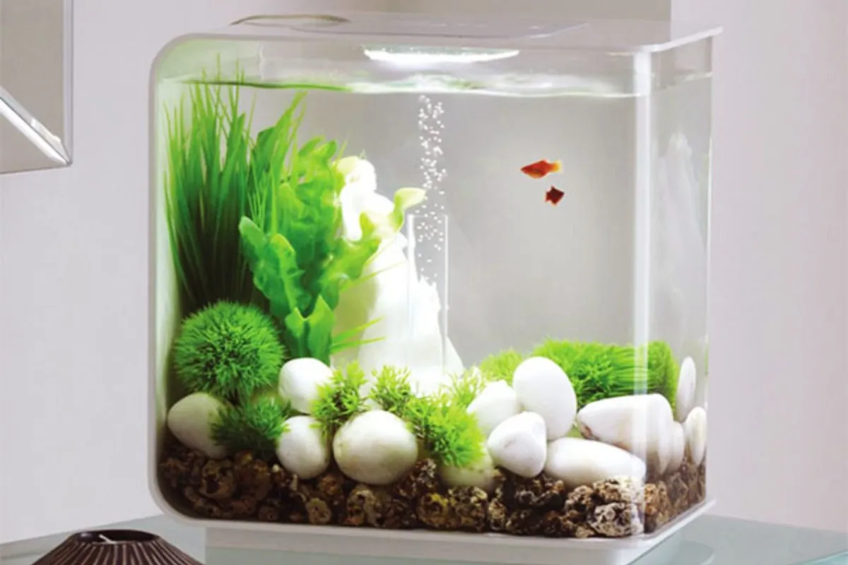 Chậu cá mini có tiểu cảnh sinh động