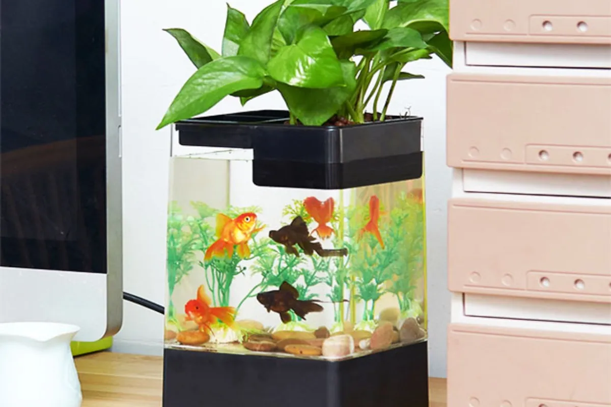 Chậu cá mini đúc thủy sinh đẹp mắt
