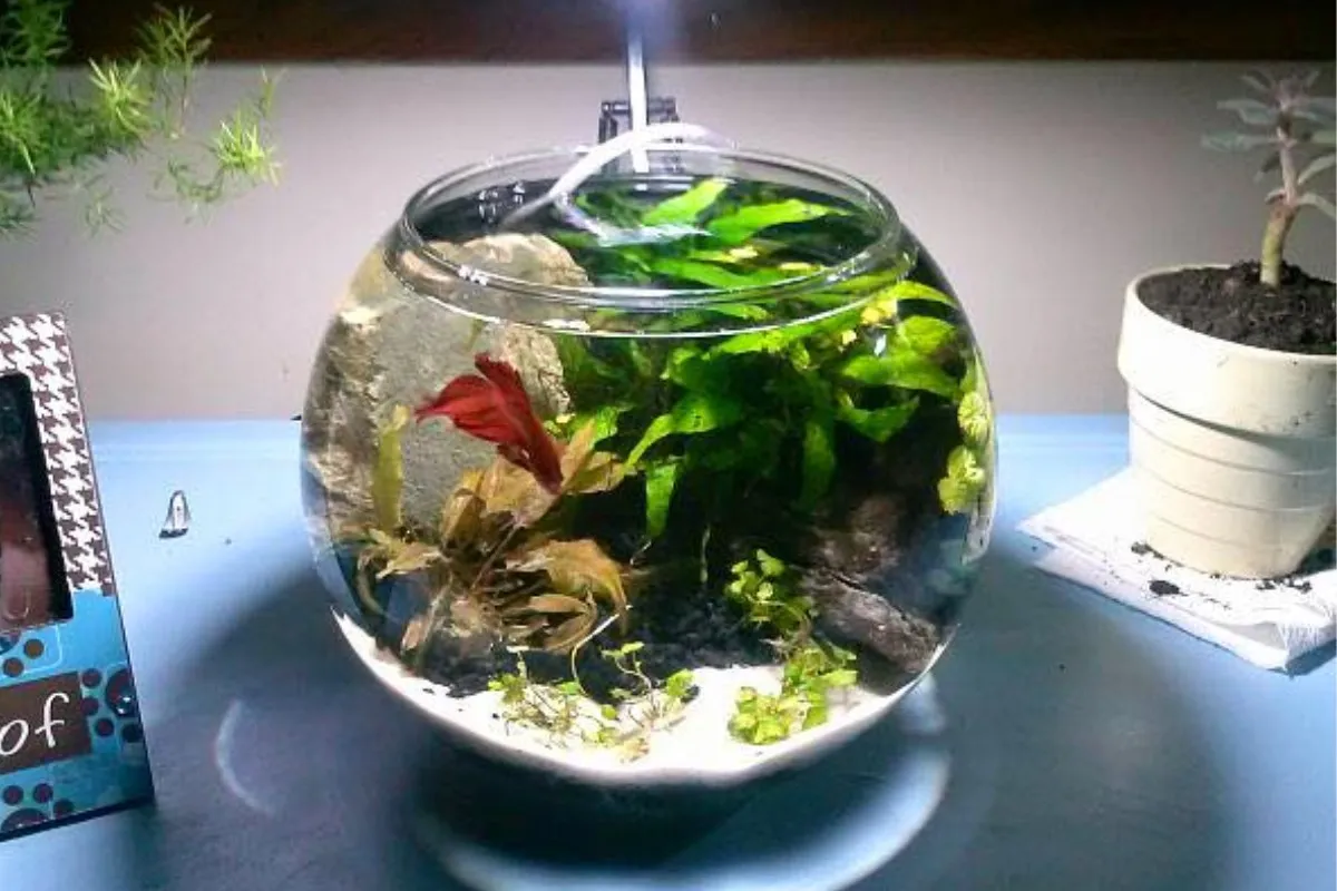 Chậu cá mini đúc thủy sinh