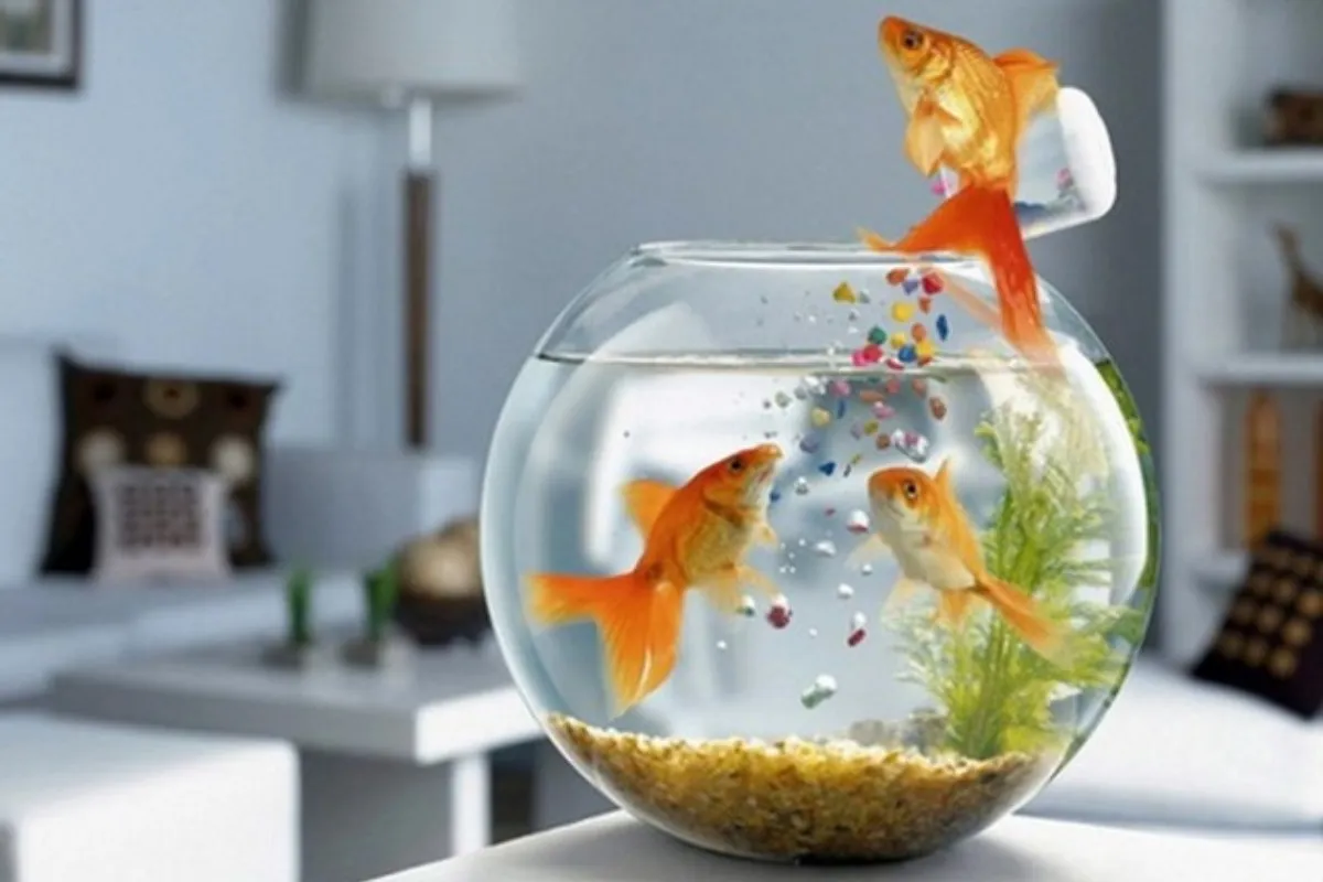 Chậu cá mini hình tròn để bàn làm việc