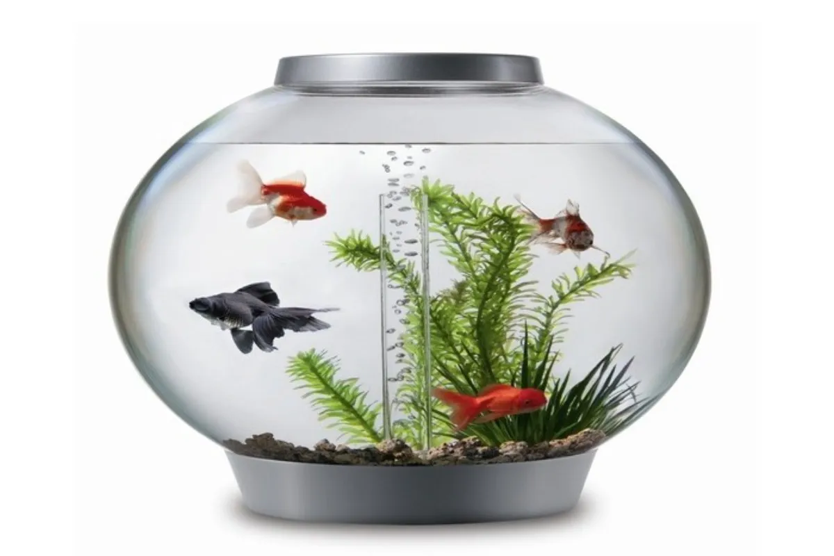Chậu cá mini hình tròn độc đáo
