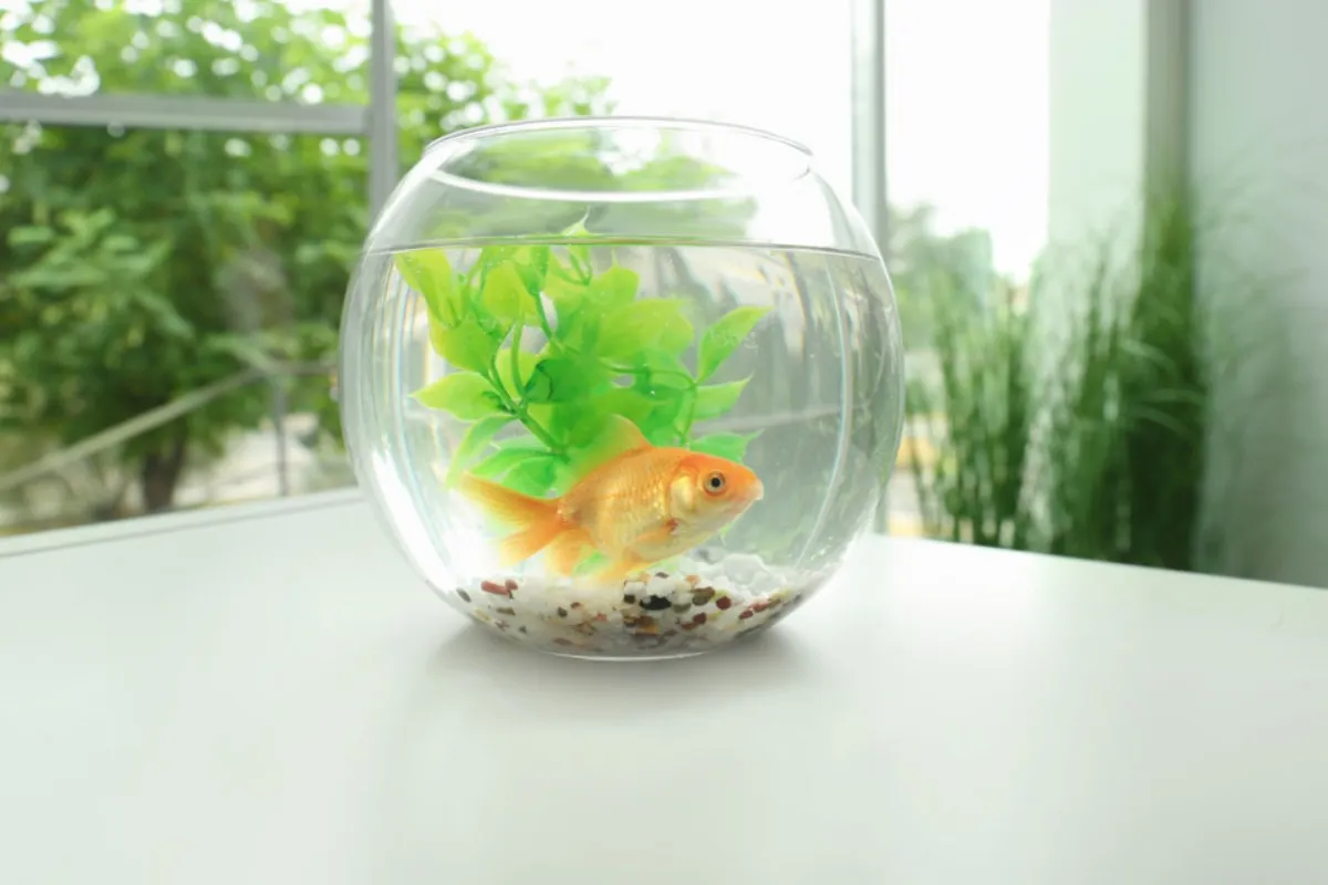 Chậu cá mini hình tròn đơn giản