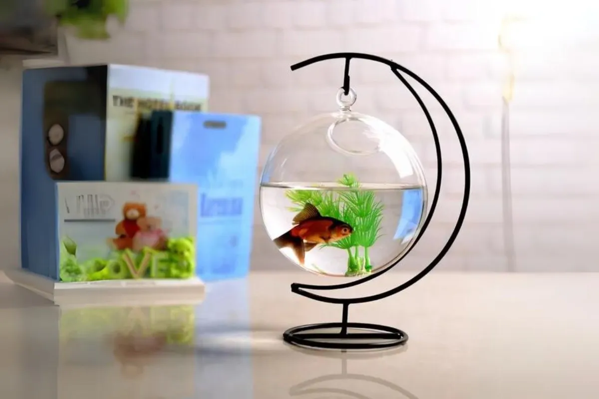 Chậu cá mini treo sáng tạo