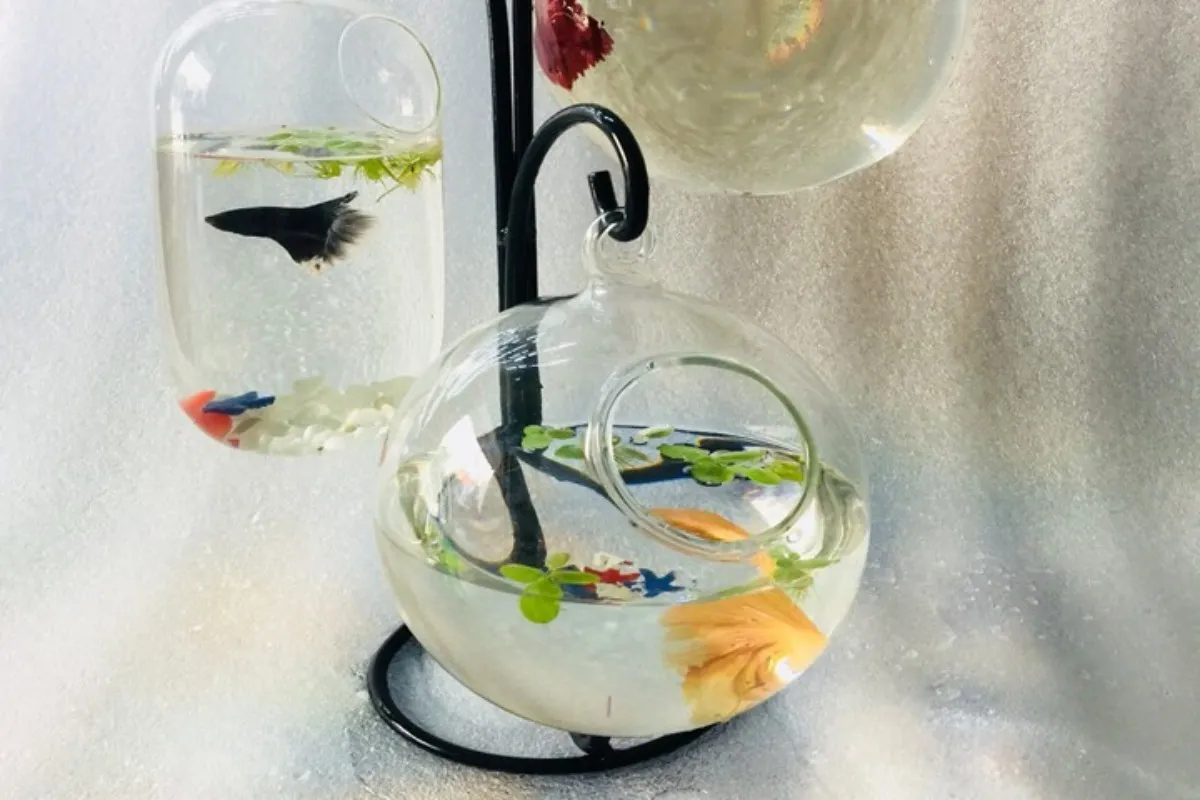 Chậu cá mini treo trang trí