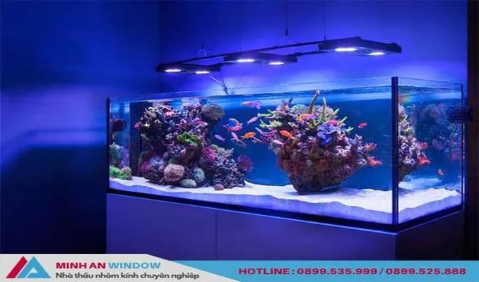 Chi tiết mẫu kính cường lực 8mm trong suốt cho hồ cá