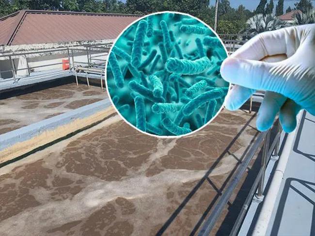 Cơ chế hoạt động của vi sinh vật trong quá trình phân hủy chất ô nhiễm