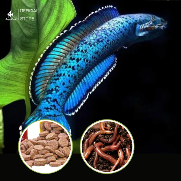 Cung cấp thức ăn viên và sống cho cá lóc cảnh