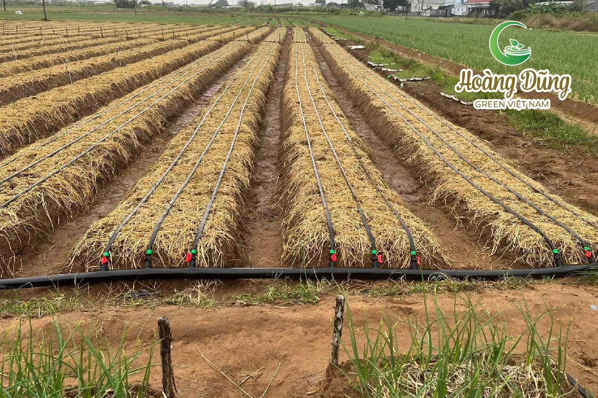Cuộn tròn bạt HDPE sau khi sử dụng