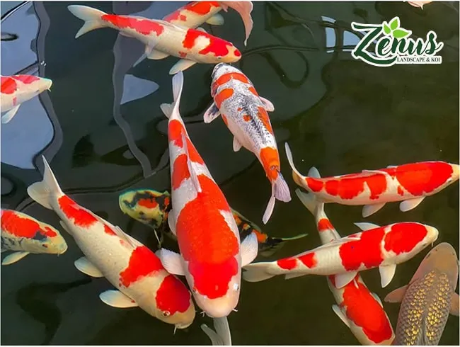 Đàn cá koi Nhật Bản chất lượng, bơi lội khỏe mạnh trong hồ cá sân vườn.