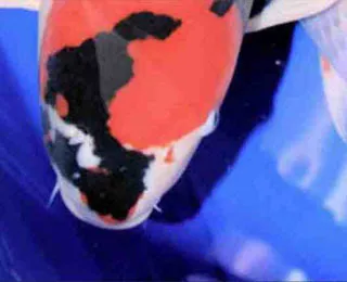 Đầu cá Koi Showa có Sumi