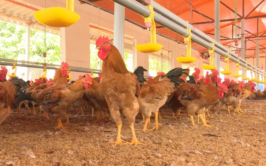 Đệm lót sinh học hiệu quả trong chăn nuôi gia cầm, giúp giảm thiểu mùi và mầm bệnh