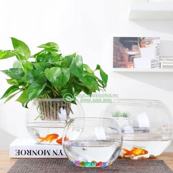 Giá bán bể thủy tinh nuôi cá và trồng cây