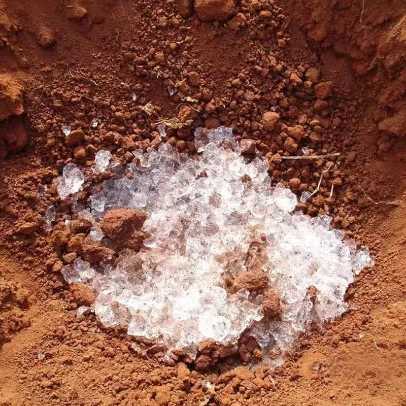Hạt SAP màu trắng được sử dụng trong nông nghiệp để giữ ẩm cho đất
