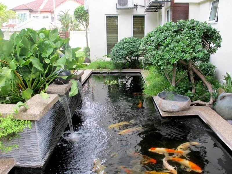 Hệ thống lọc nước tiên tiến giúp ngăn chặn hiện tượng hồ cá có bọt