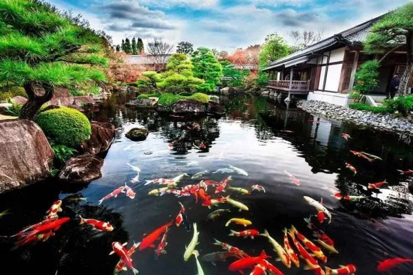 Hệ vi sinh Biofish KOI giúp làm sạch và trong nước hồ cá koi, giảm rêu tảo