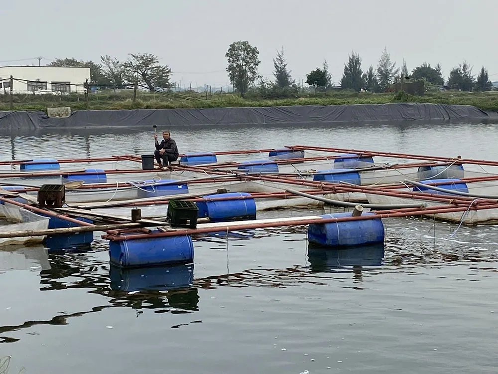 Hình ảnh một ao nuôi cá nước ngọt lớn với công nhân đang kiểm tra, thể hiện tiềm năng và thách thức của ngành nuôi trồng thủy sản nước ngọt hiện đại.