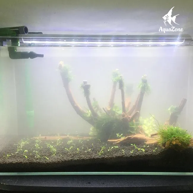 Hồ cá bị đục do nhiều nguyên nhân