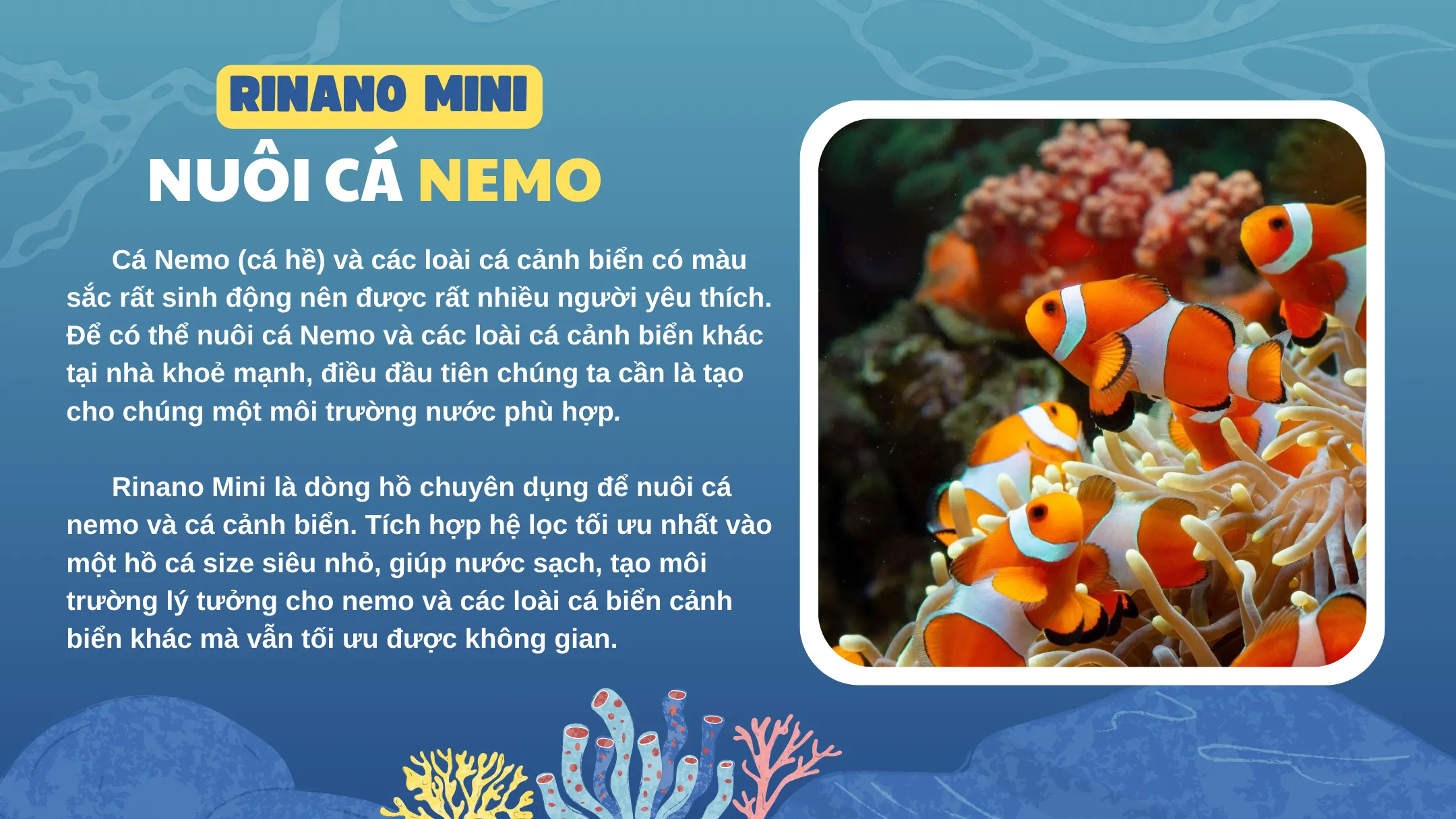 Hồ cá biển mini Rinano với thiết kế lọc vách tích hợp cho cá nemo