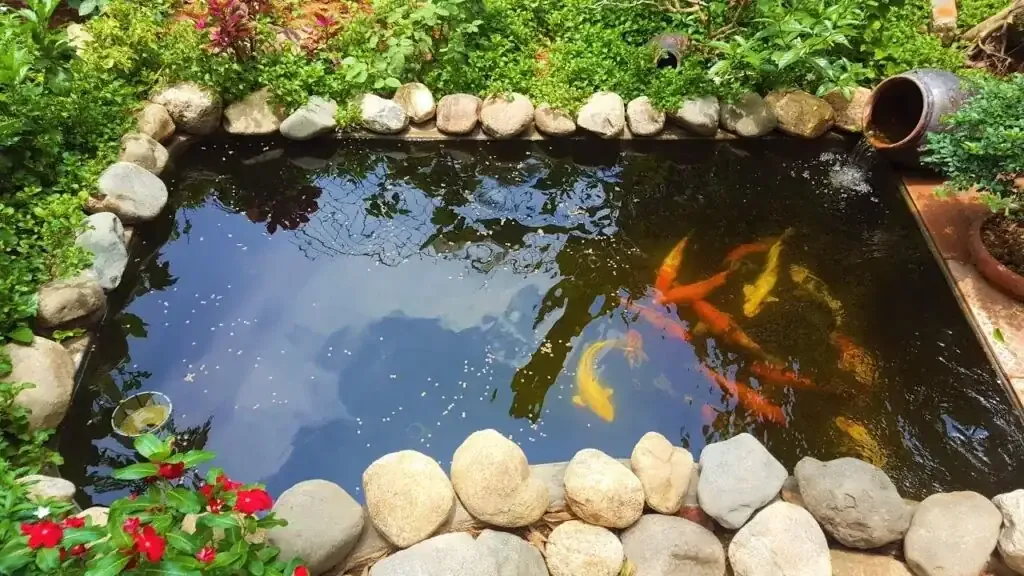 Hồ cá koi đẹp ngoài trời