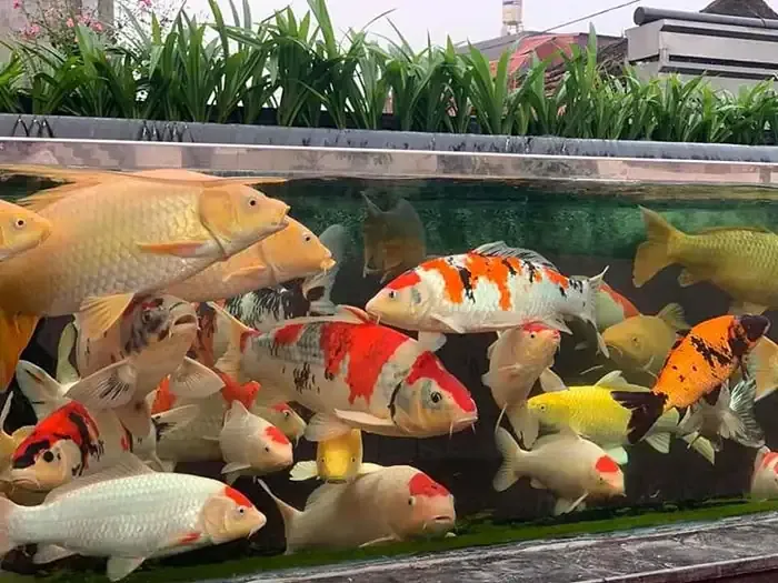 Hồ cá koi hình chữ nhật bằng kính