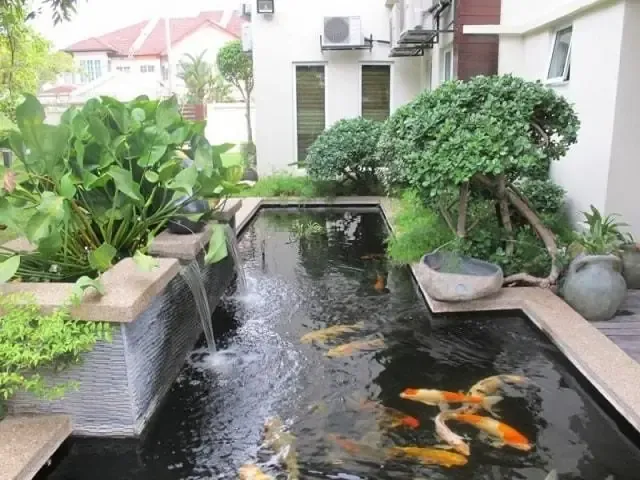 Hồ cá koi hình chữ nhật kè đá