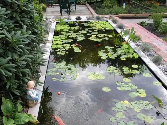 Hồ cá koi hình chữ nhật không kè đá