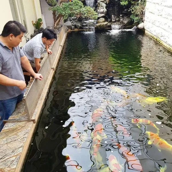 Hồ cá koi kết hợp tiểu cảnh