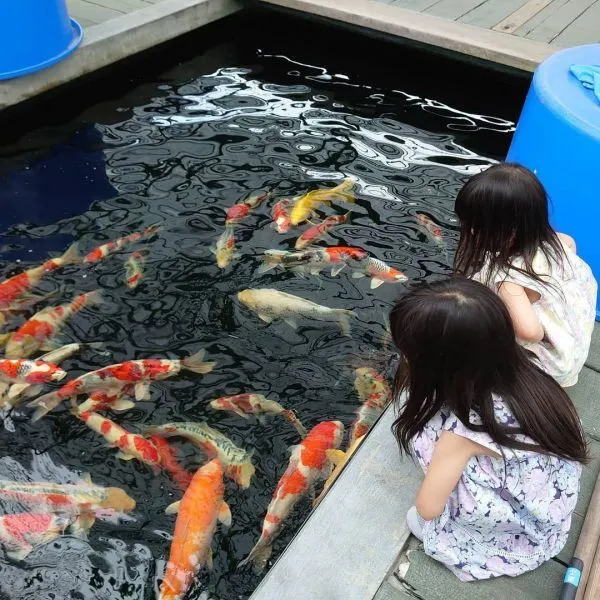 Hồ cá koi kết hợp với sàn gỗ