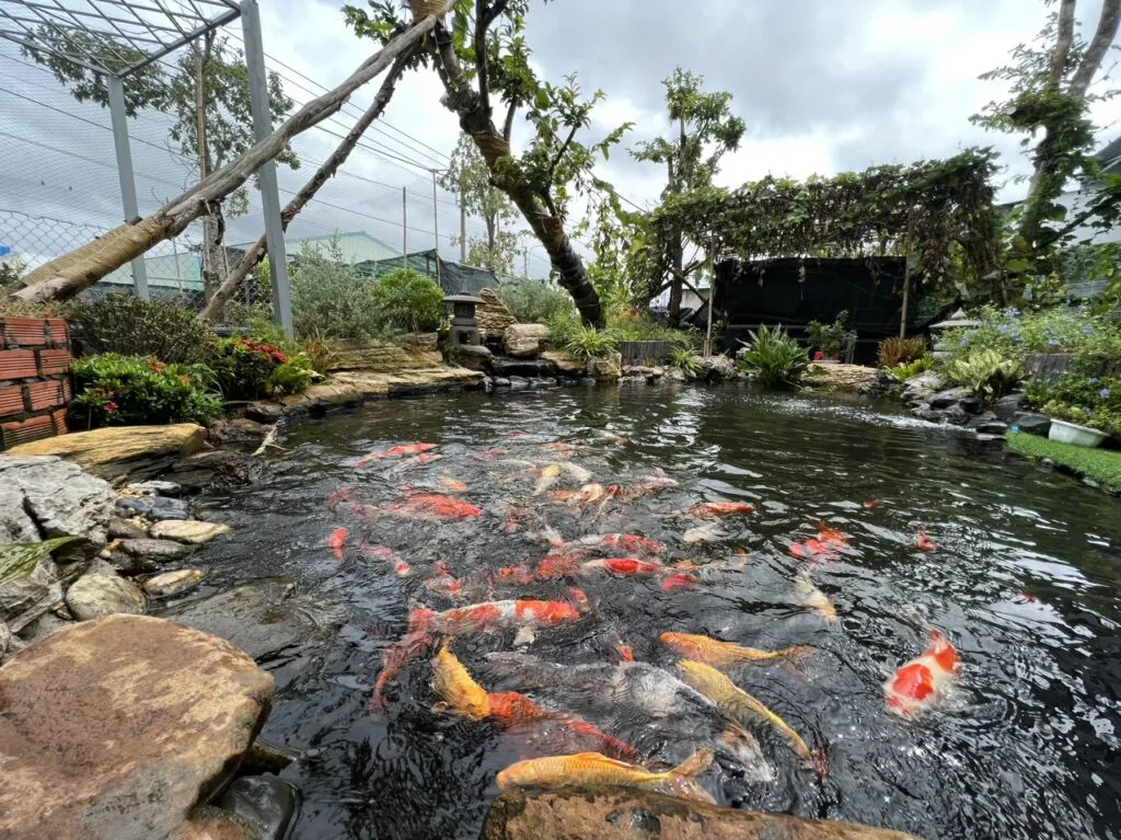 Hồ cá koi lót bạt HDPE với thiết kế tự nhiên, mềm mại