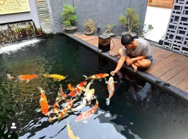 Hồ cá koi mini để bàn