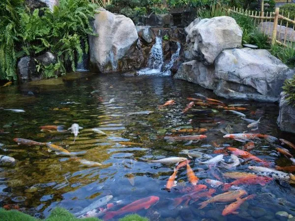 Hồ cá koi mini với cảnh quan tự nhiên