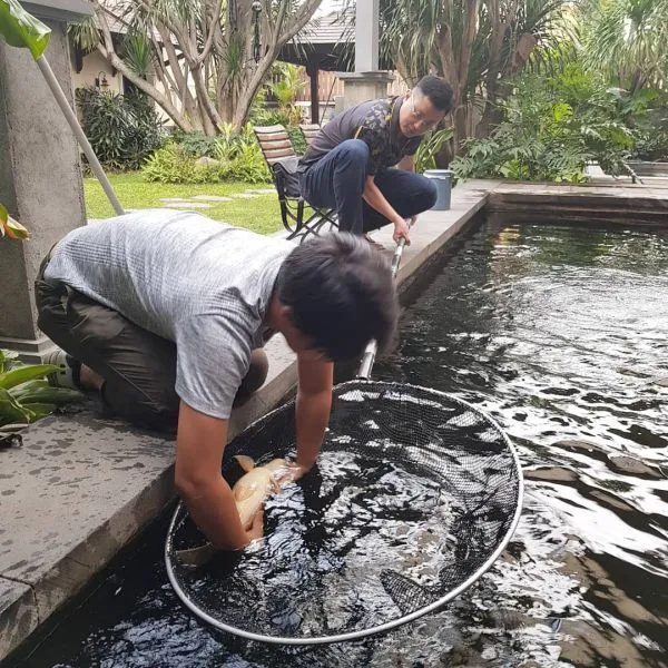 Hồ cá koi trên sân thượng