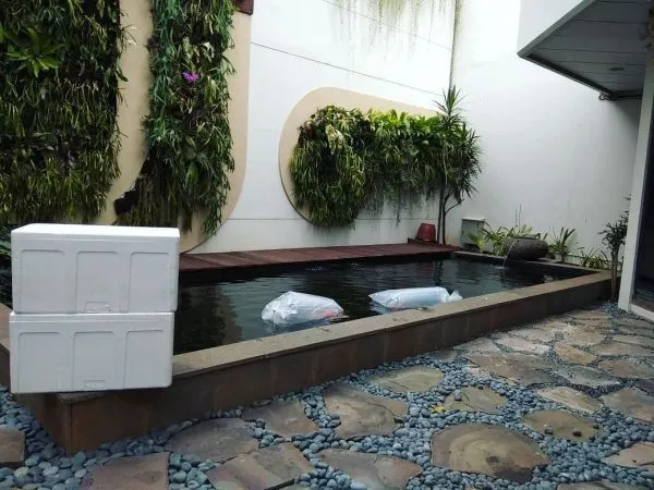 Hồ cá koi trong nhà phố