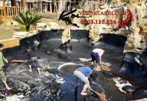 Hồ cá Koi trong xanh sau quá trình vệ sinh và bảo dưỡng chuyên nghiệp