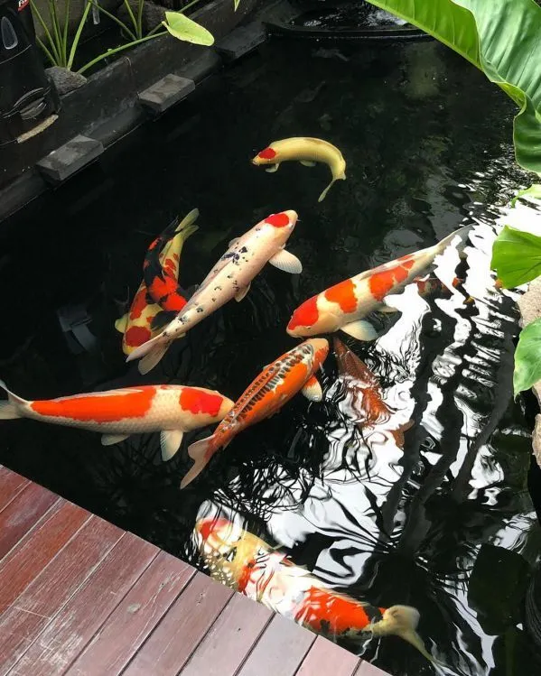 Hồ cá koi với thác nước mini