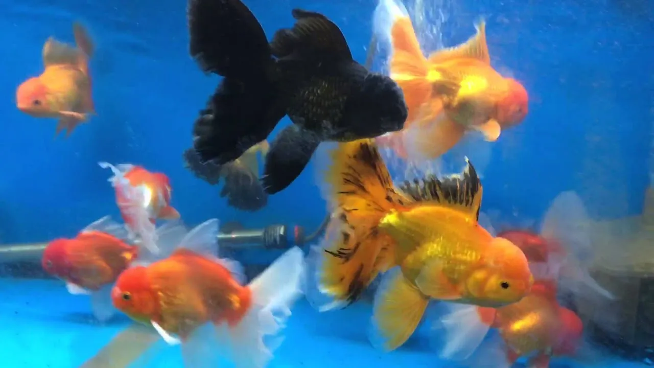 Hồ cá Ranchu lung linh
