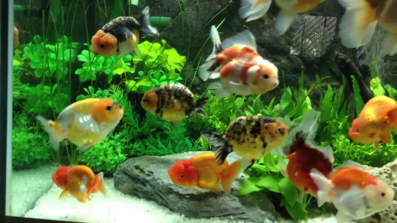 Hồ cá Ranchu với cây thủy sinh và đá